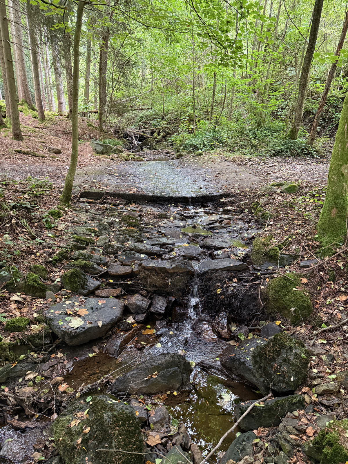 Souvenir de la cousinade — photo 31